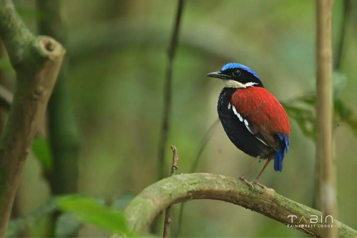 Blue Headed Pitta-1014