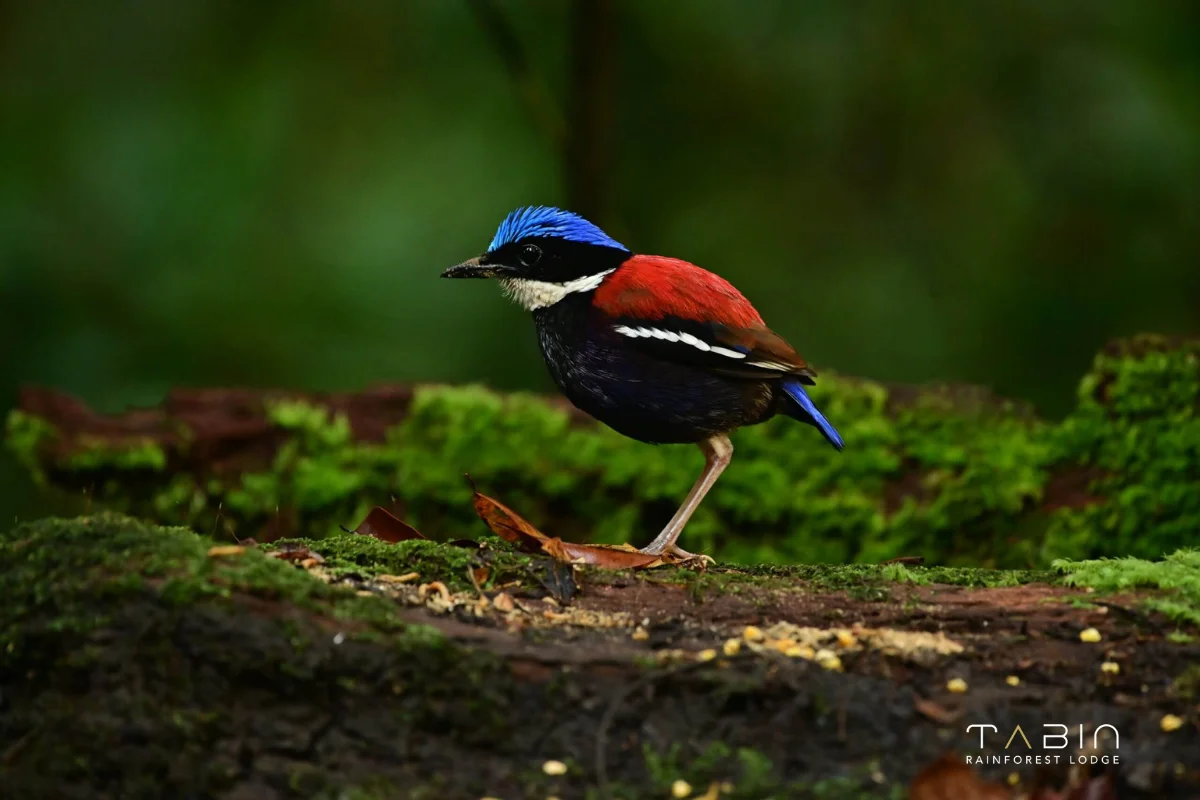 Blue Headed Pitta-1032
