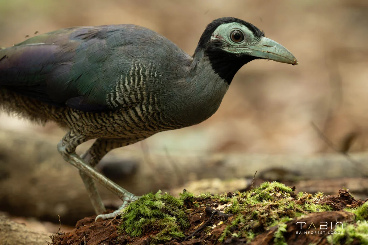 Bornean Ground Cuckoo-1034