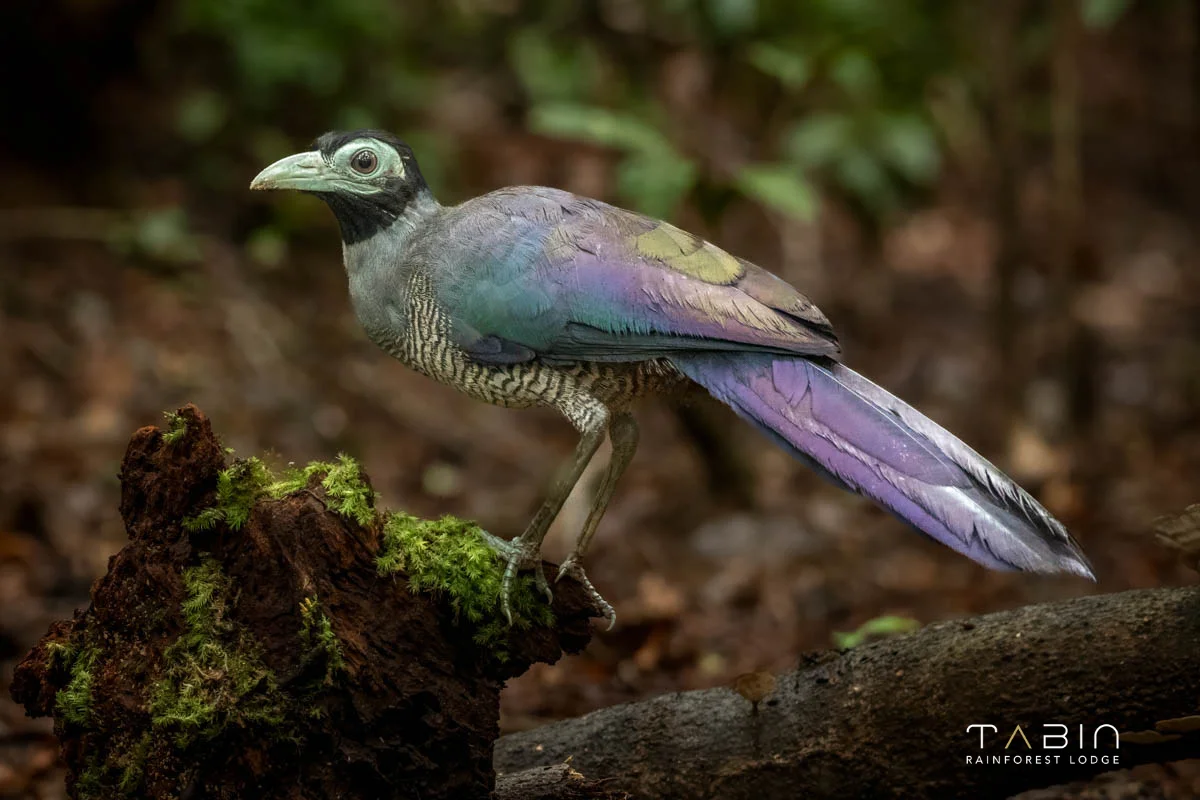Bornean Ground Cuckoo-1036