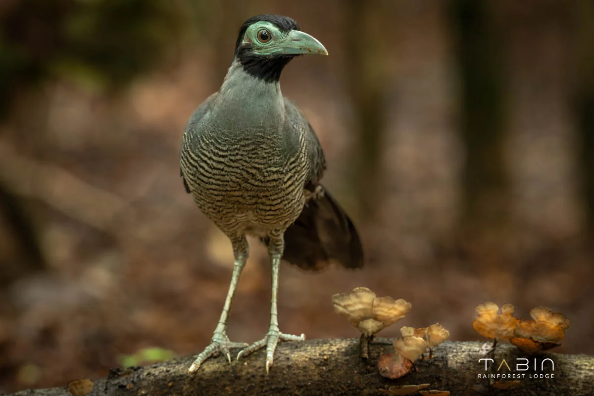 Bornean Ground Cuckoo-1037