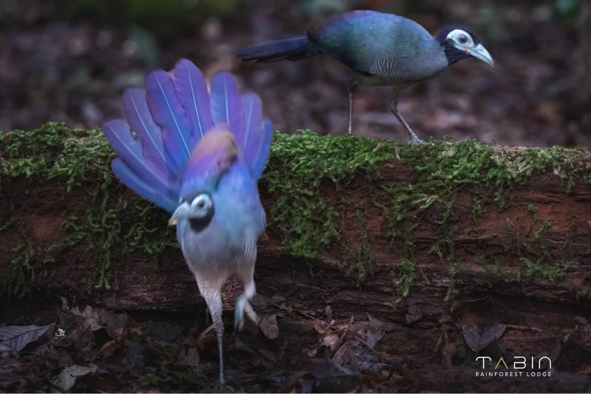 Bornean Ground Cuckoo-1039