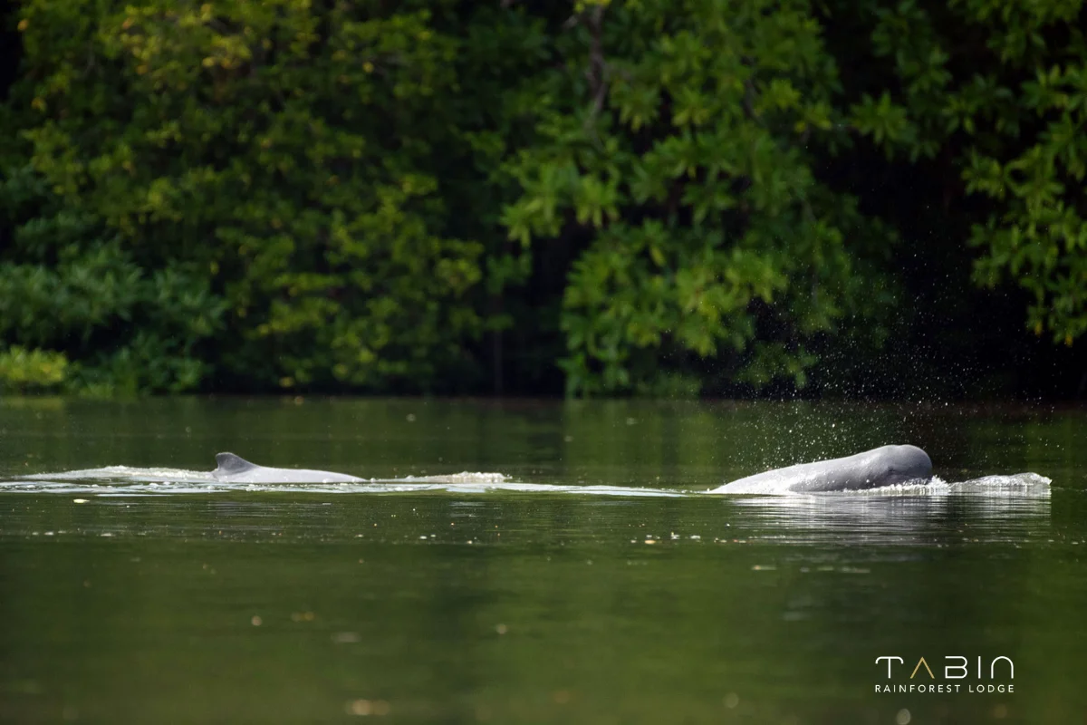 Irrawaddy Dolphin-1047