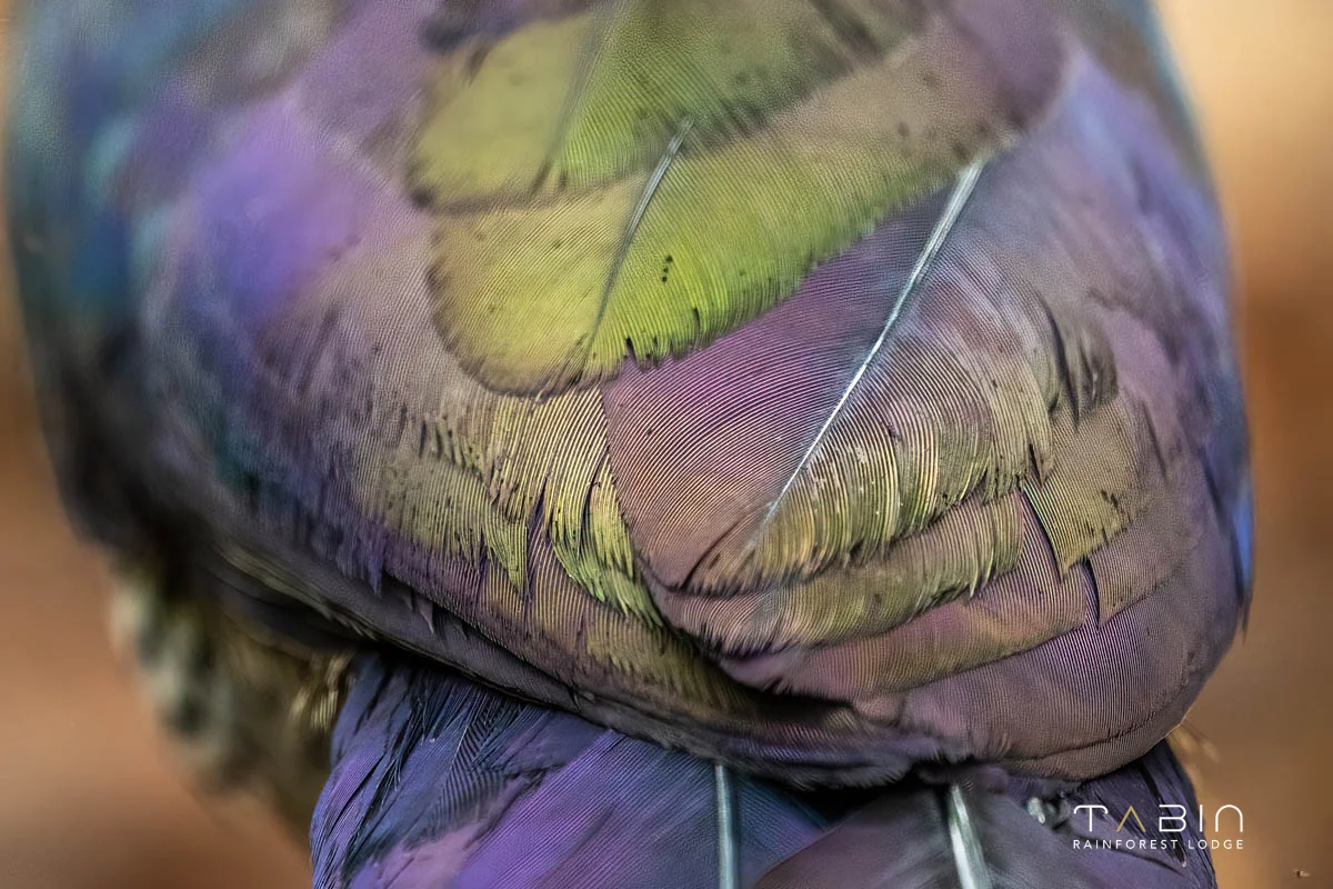 Bornean Ground Cuckoo-1041