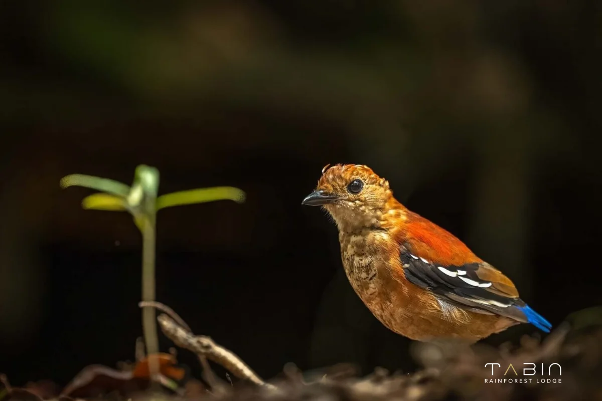 Female Blue banded pitta-1009