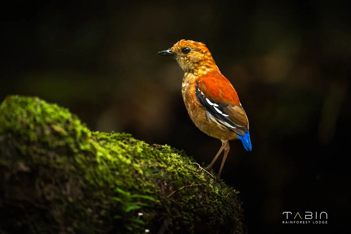 Female blue banded pitta-1010