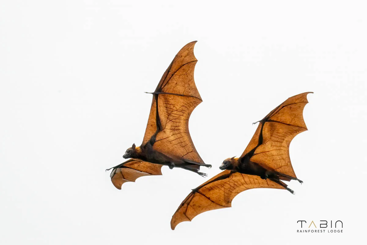 Flying fox-1012