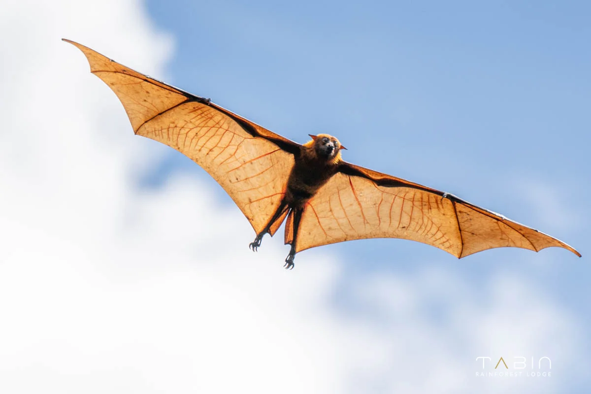 Flying fox-1000