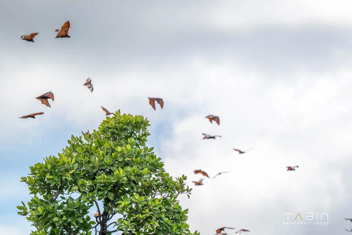 Group of flying fox-997