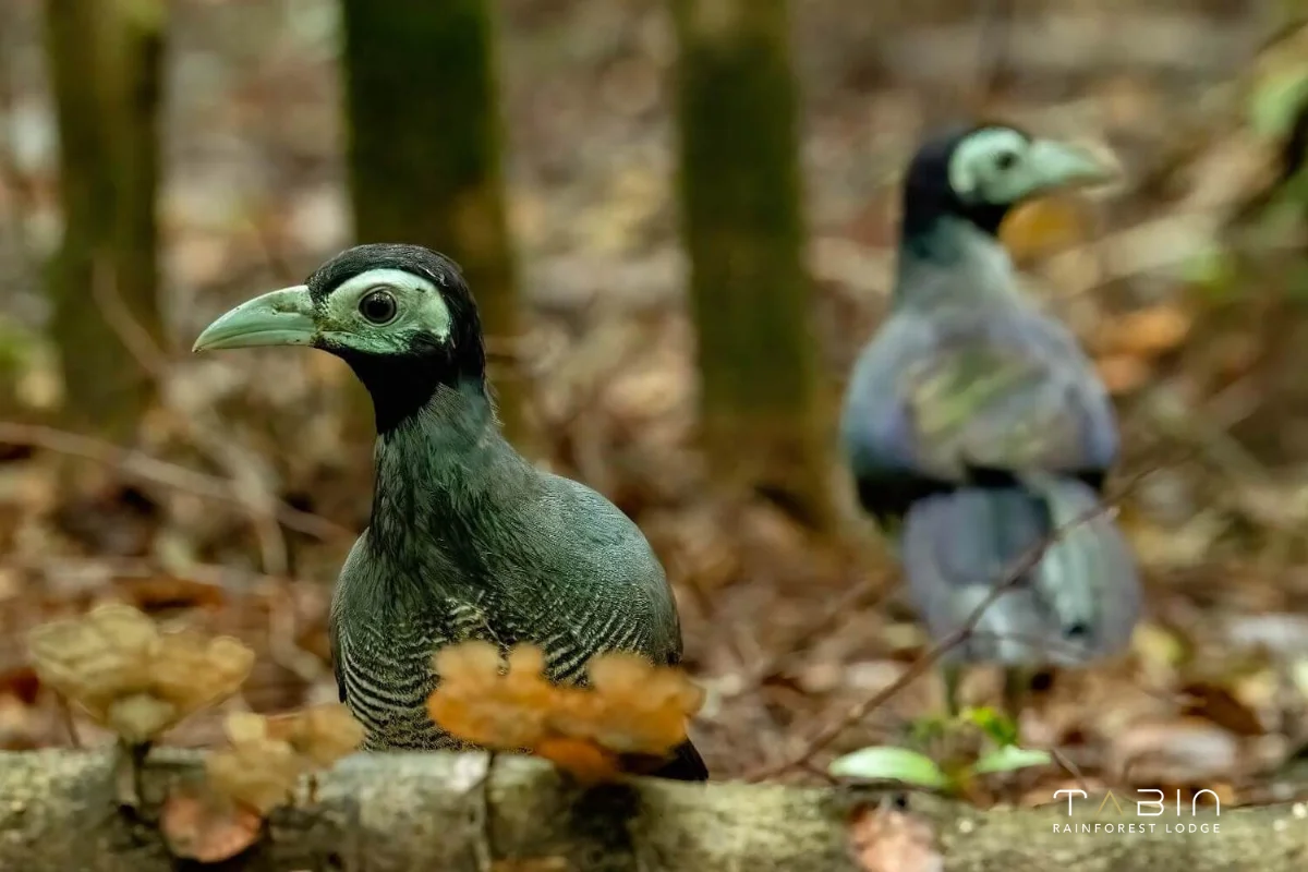 Bornean Ground Cuckoo-989