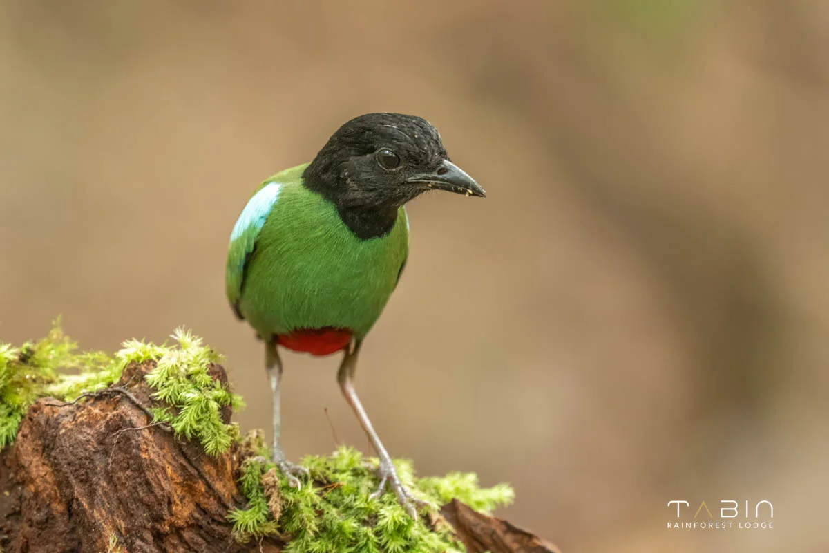 Hooded Pitta-979