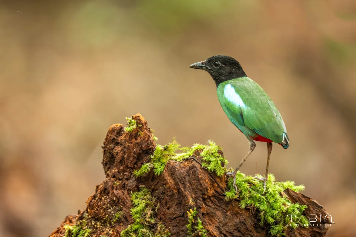 Hooded pitta-978