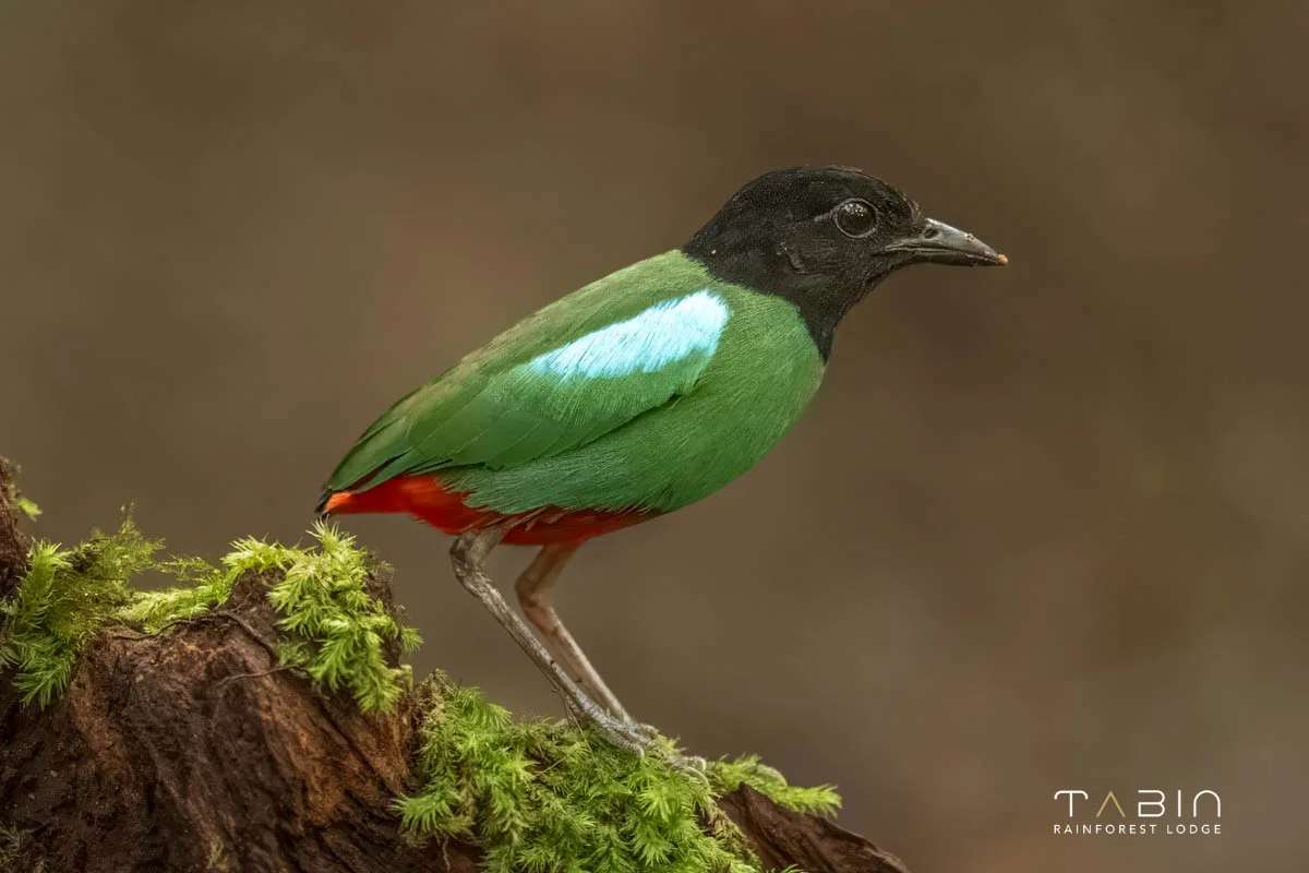 Hooded pitta-977