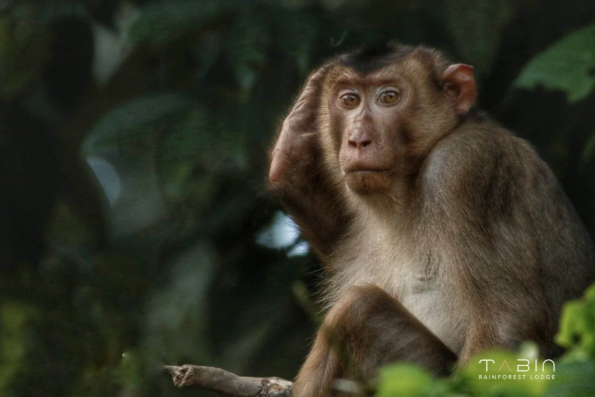 Long-tailed Macaque-970