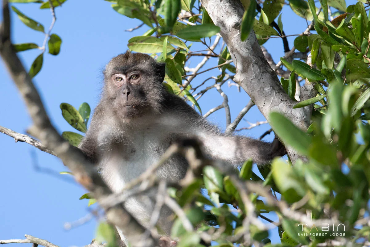 Long tailed Macaque-969
