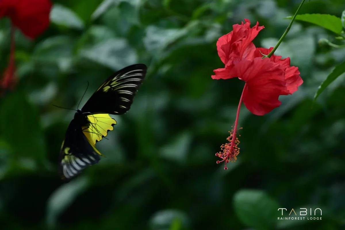 Moth Tabin Rainforest Lodge-967