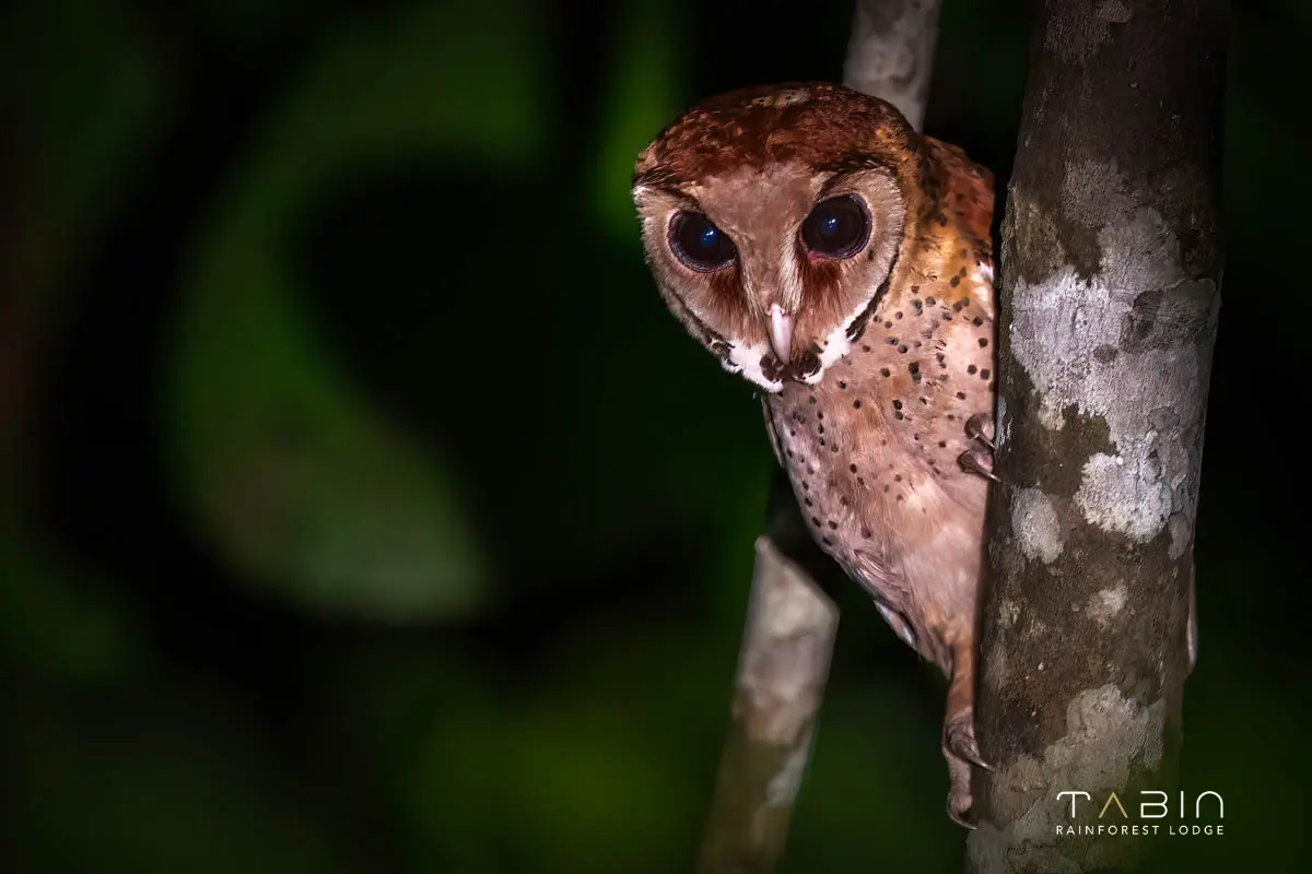 Oriental Bay Owl-961