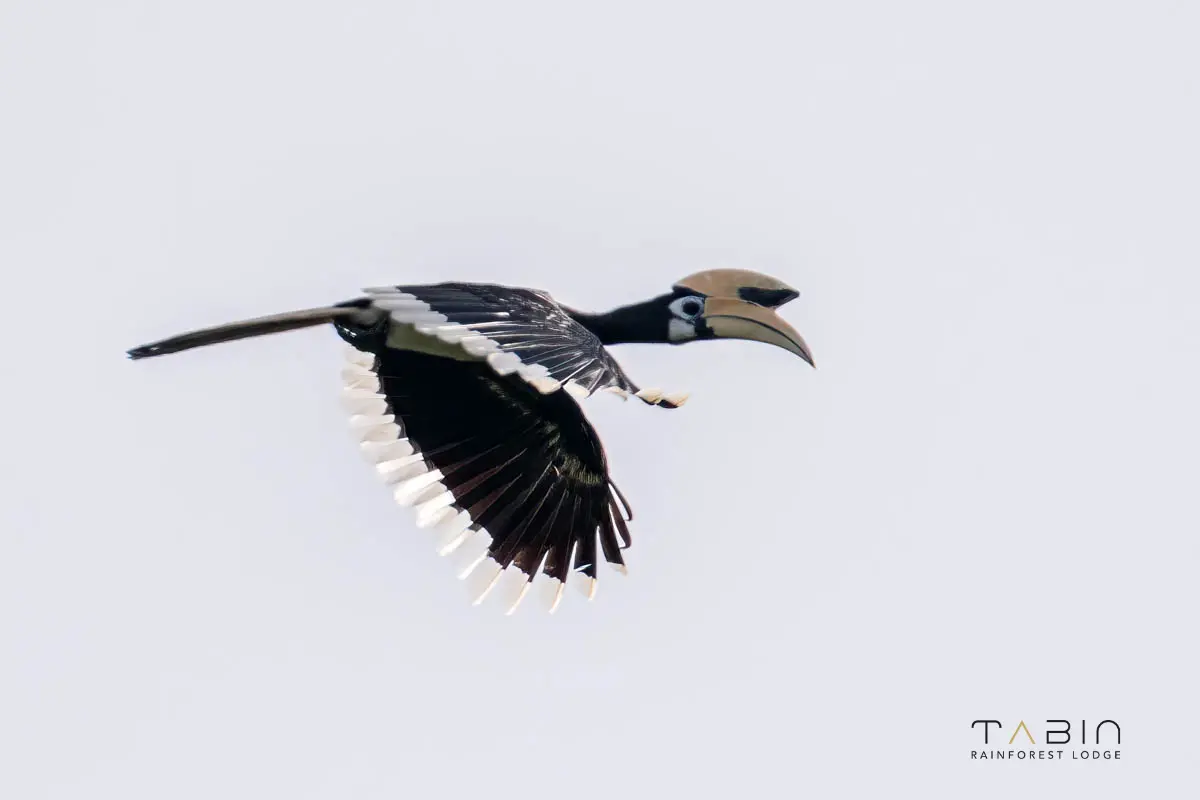 Oriental Pied Hornbill-960