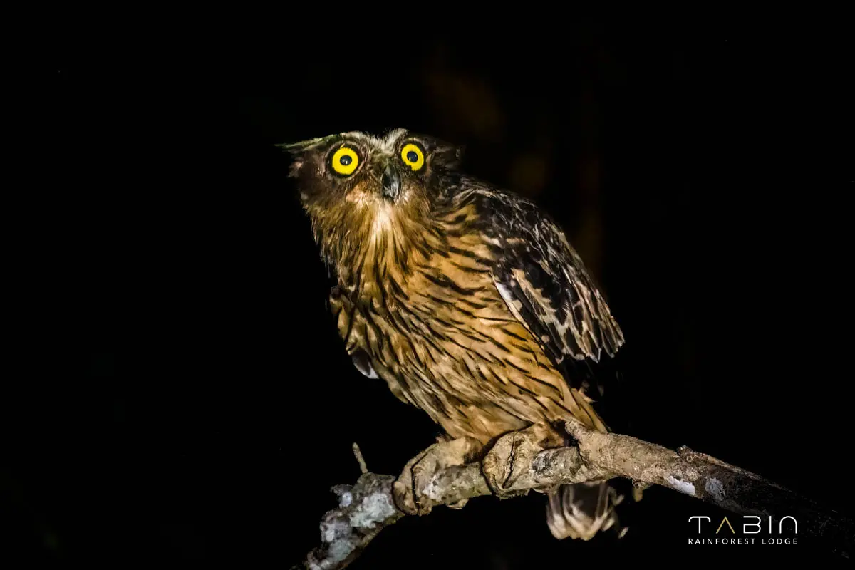 Tabin Rainforest Lodge Owl-959