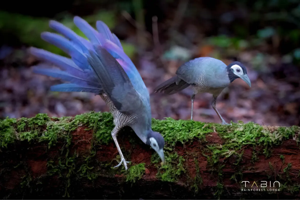 Bornean Ground Cuckoo-958