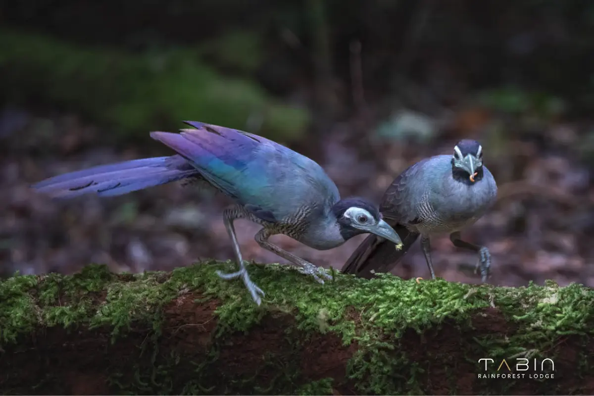 Bornean Ground Cuckoo-957