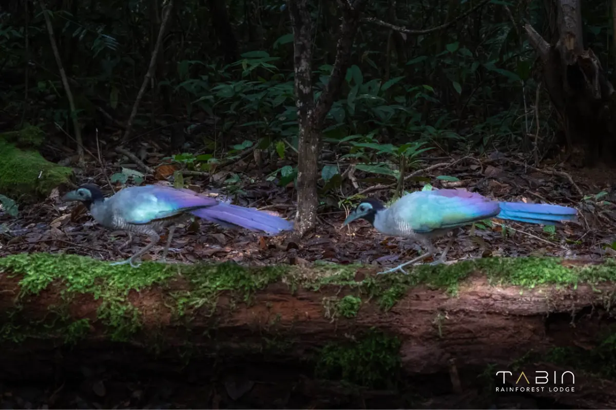 Bornean Ground Cuckoo-951