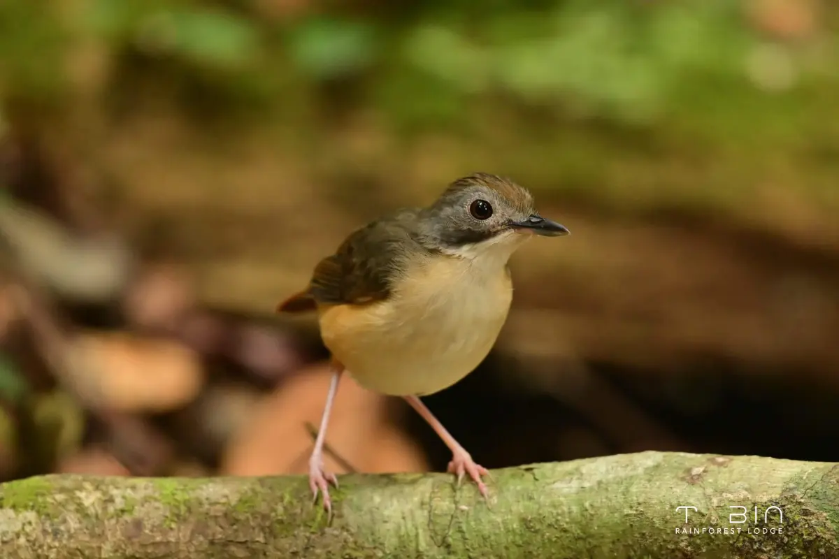 Short Tail Babbler-941
