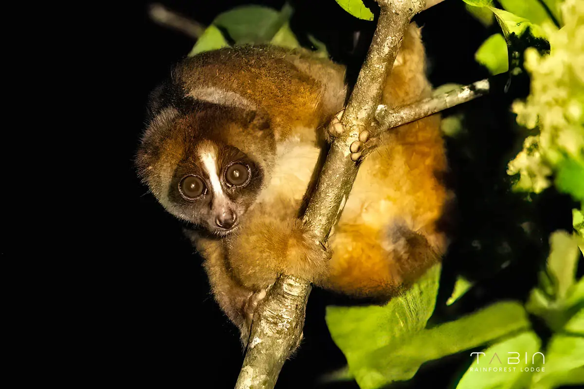 Slow Loris-933