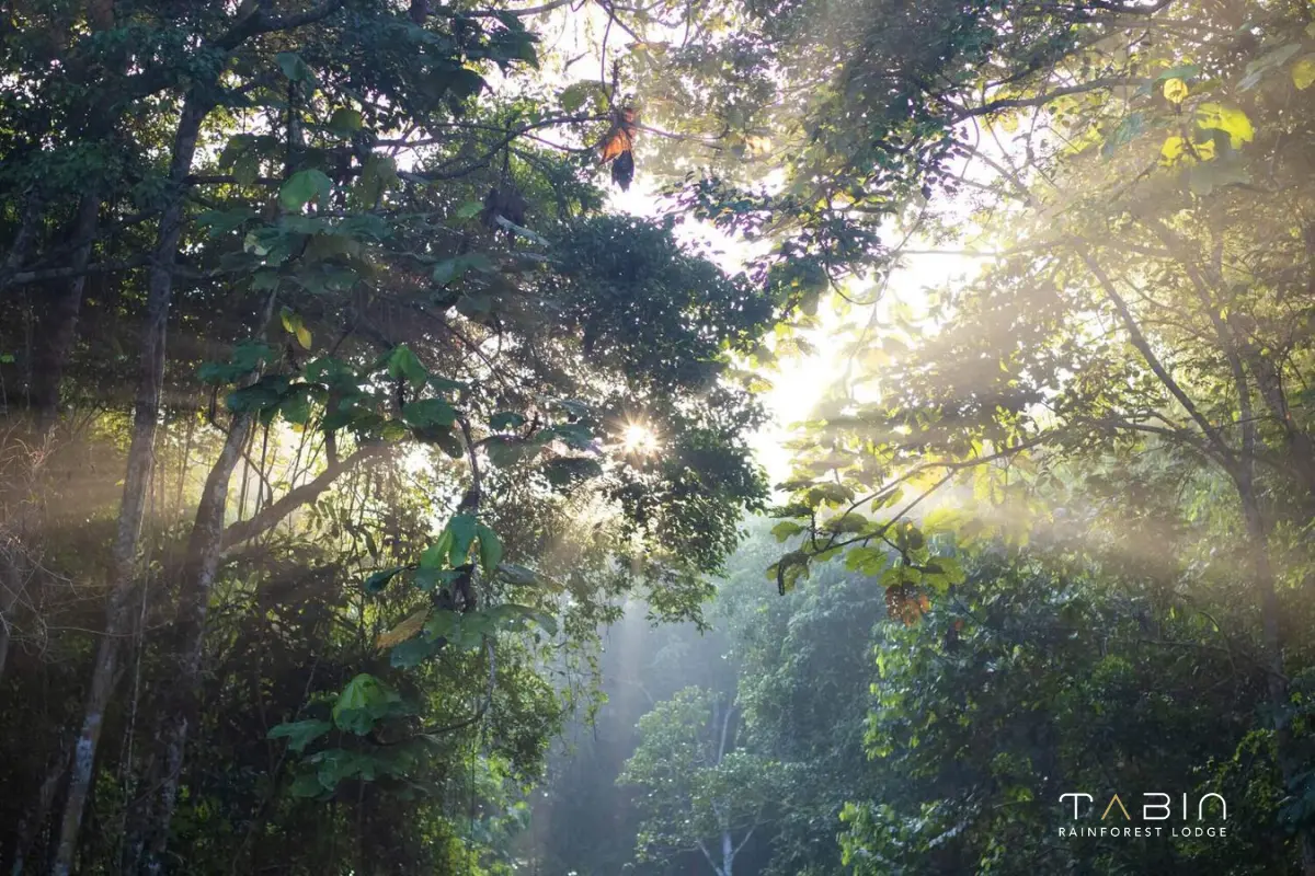 Tabin Rainforest Lodge-916