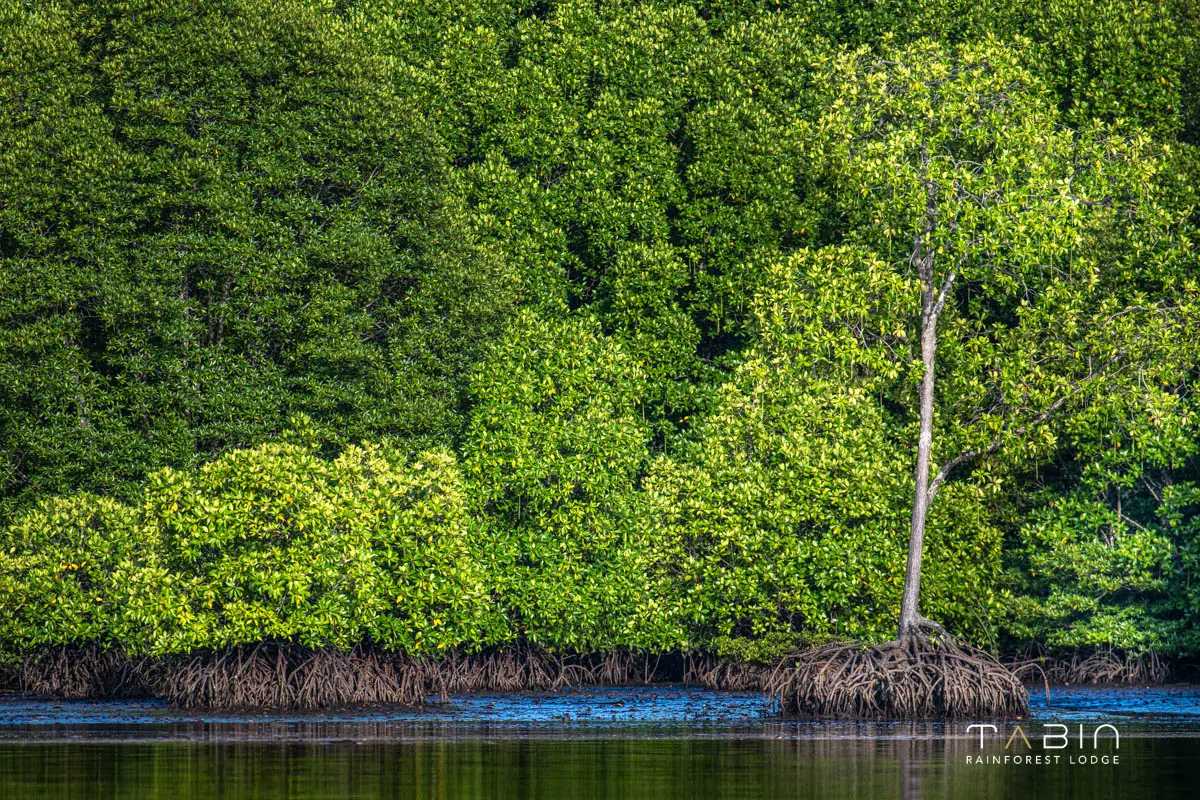 Forest Tabin Rainforest Lodge-906