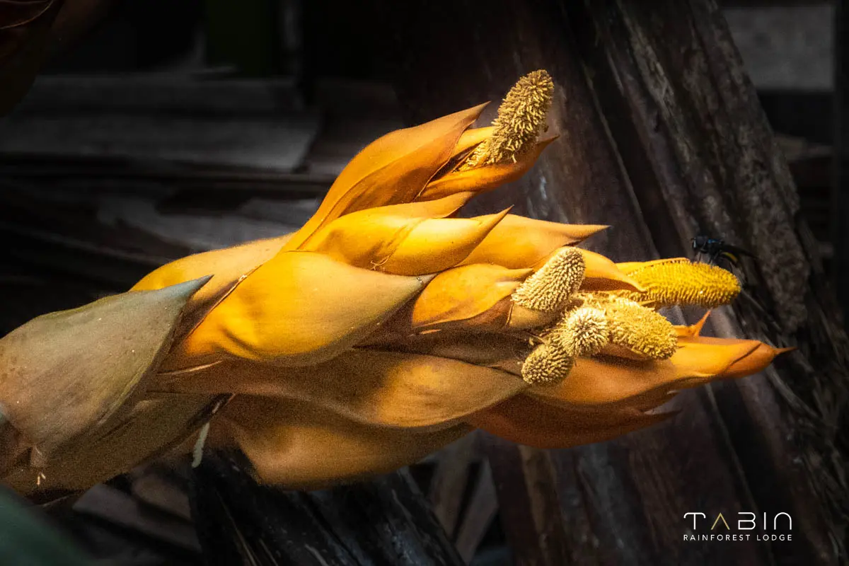 Nypah inflorescence-915