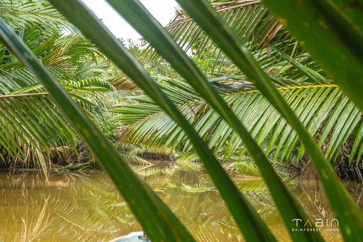 Nipah Leaves TRL-924