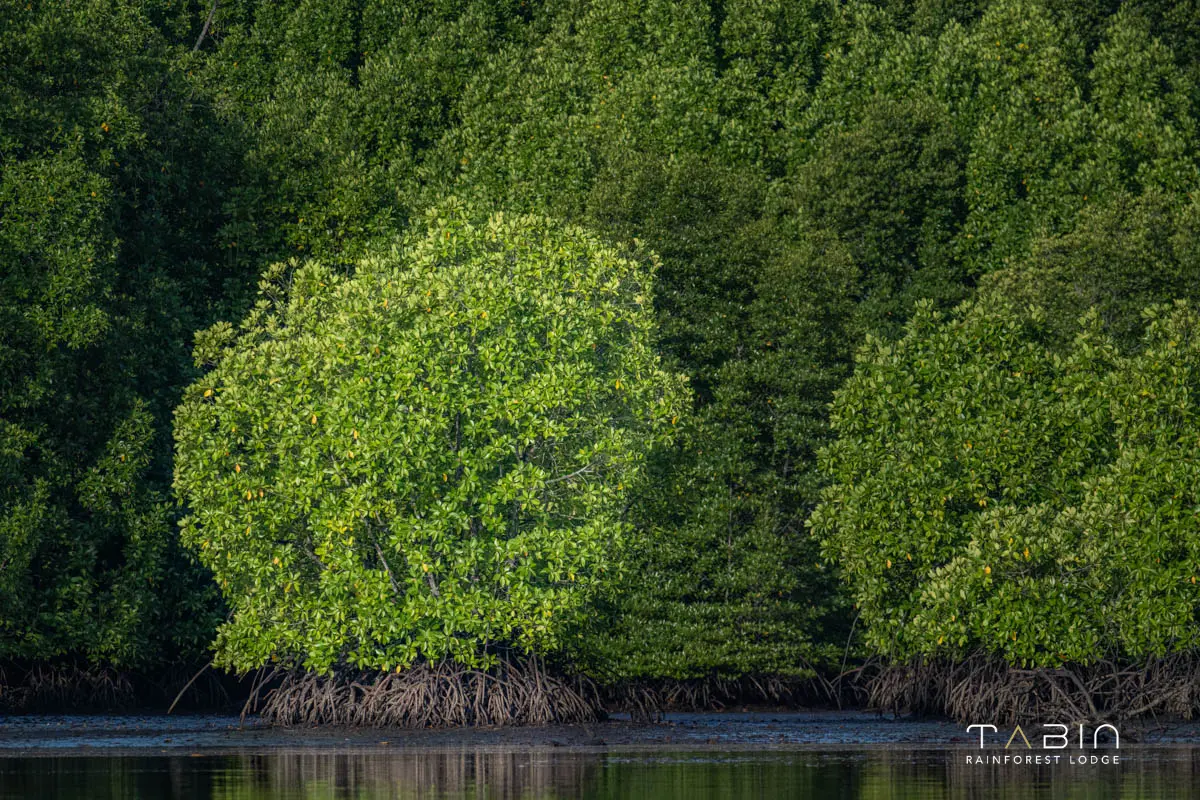Tabin Rainforest Lodge Landscape-905