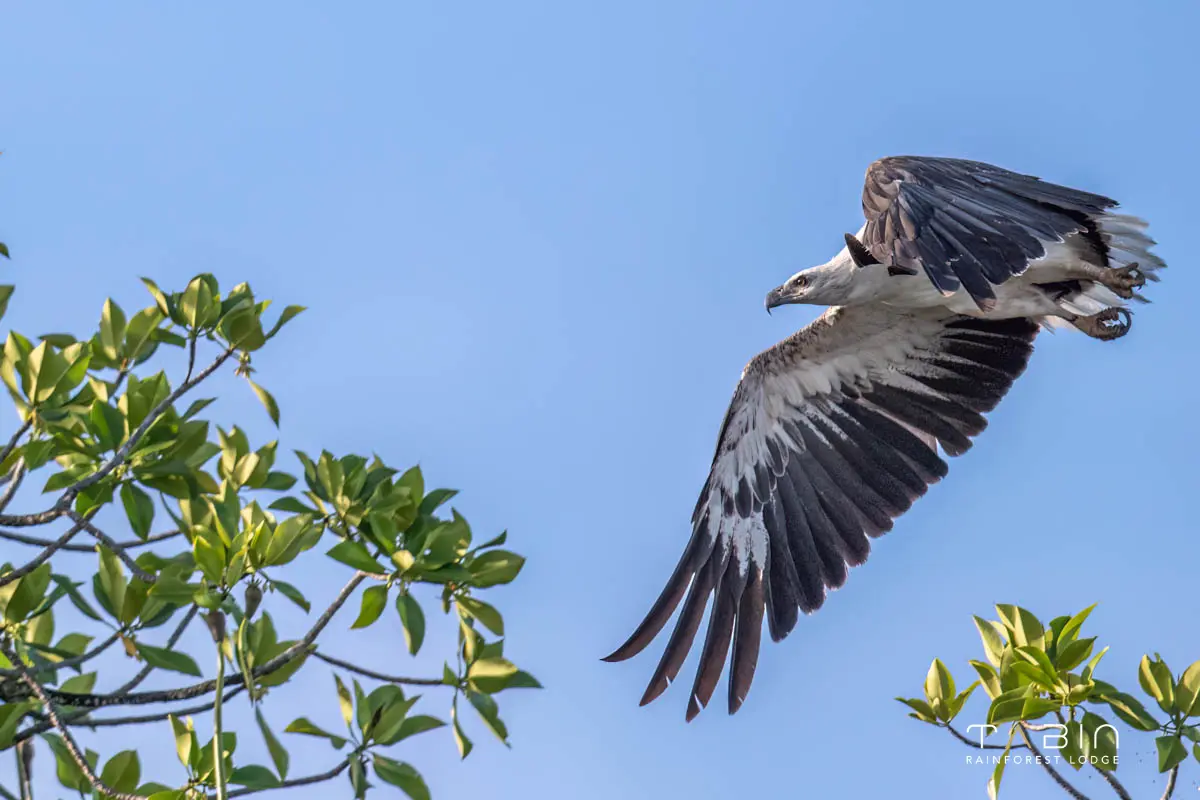 White Bellied Sea Eagle-894