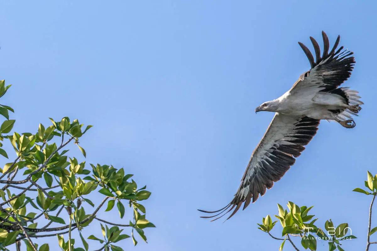 White Bellied Sea Eagle-893