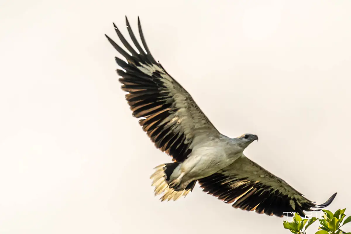 White Bellied Sea Eagle-892