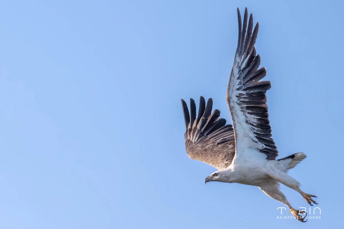 White Bellied Sea Eagle-887